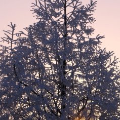 A beautiful pyramid shaped tree covered in hoar frost with a setting sun peeking through the branches.