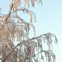 Top of a tree cover with heavy hoar frost against a pale blue winter sky.