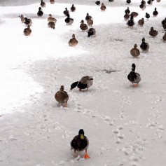 Large group of ducks waddling on a frozen and snow-covered canal.