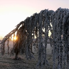 Heavy hoar frost on a tree that's growing almost sideways and parallel to the ground. A setting sun peeks through the branches.