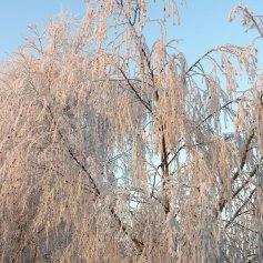 A tree heavily weighed down by hoar frost against a bright blue winter sky.