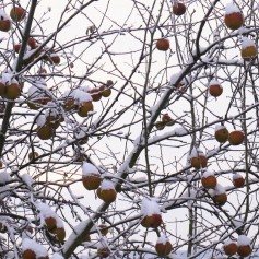 Snow laden branches bearing fruit.