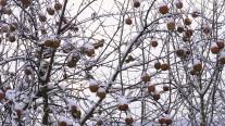 Snow laden branches bearing fruit.