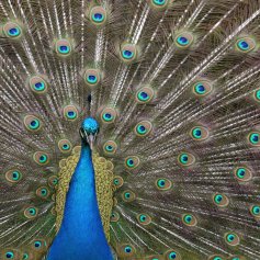 A close up detailed photo of a peacock with its tail fully-fanned showing vivid blue and green feathers.