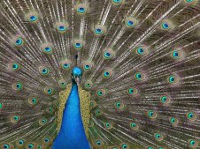 A close up detailed photo of a peacock with its tail fully-fanned showing vivid blue and green feathers.