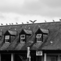 Black and white photo of a row of gulls perched along the roofline of a fish processing shed. One gull in the centre has its wings outstretched.