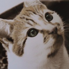 A cat's face looking up. The photo has been chemically sepia-toned. The cat's fur has been hand-tinted ginger, his eyes green.