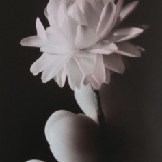 A close up photo of fingers holding a dried flower. The photo has been chemically sepia-toned. The petals of the flower are hand-tinted pink, the stem green.