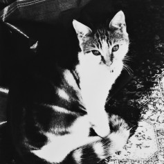 Black and white photo of a tabby cat sat in a bright ray of sunshine on a patterned carpet. Cat is looking directly at the camera with a very sweet expression.