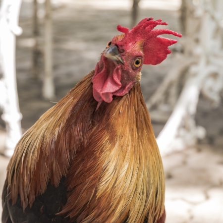 A funny brown chicken facing the camera with a lopsided head.