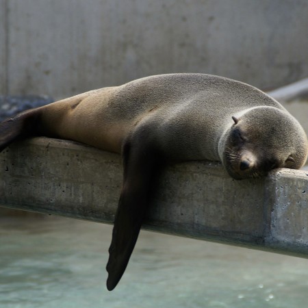 A very sleepy seal lying down along a concrete post. Completely chilled.