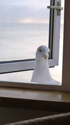 Seagull looking in through an open window. View of the sea in the background.