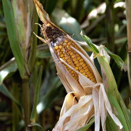 A close-up of blackening cob of corn in a cornfield.