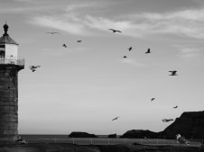 Black and white view out to sea framed on the left by a lighthouse. There are some cliffs and rocks to the centre and right. Several birds are silhouetted in flight.