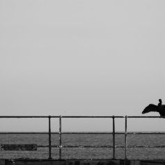 Black and white photo of a cormorant perched on railings looking out to sea. The bird has its wings outstretched.