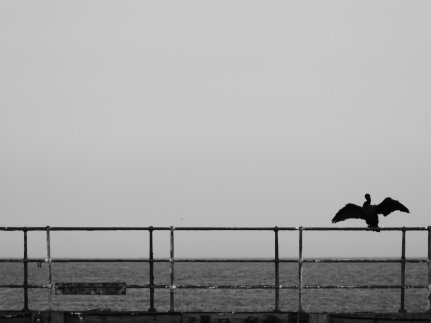 Black and white photo of a cormorant perched on railings looking out to sea. The bird has its wings outstretched.