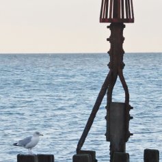 A view to sea with a gull perched on top of a red groyne marker pole, with another gull perched on the wooden groyne in the foreground.