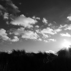 Black and white photo of a silhouetted grassy foreground against a cloudy and contrasting sky. The sun is glaring from just above the grass-line to the right.