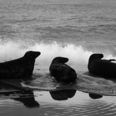 Black and white photo of 3 grey seals lying on the shoreline, silhouetted against an incoming surf. They all have their heads up and are looking to the right.