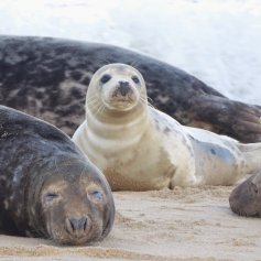 Grey seals on a sandy beach. Foreground is a sleeping dark coloured adult, with a young pale pup central and looking directly at the camera.