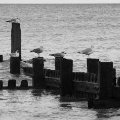 Black and white photo of a partly submerged wooden groyne with gulls perched along the top.