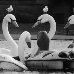 Black and white photo of tatty white swan pedalos on a lake. The three main pedalos have a gull each sat on their heads.