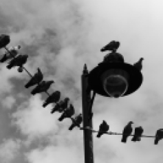 Black and white photo of the top of a lamp-post, which is supporting lighting wires. Dotted along the wires are several pigeons, mostly silhouetted and looking in different directions.