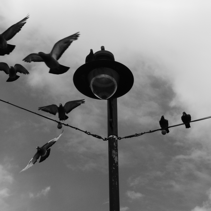 Black and white photo of a lamp-post which is supporting lighting wires. A group of pigeons are just taking off from the wires and are captured mid-flight against a cloudy sky.